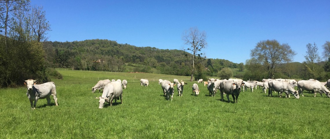 La vie à la ferme